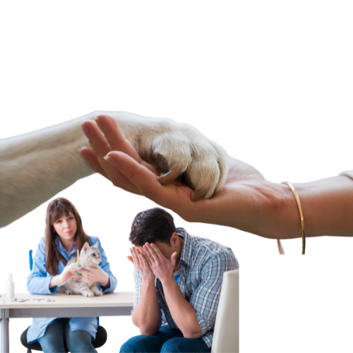 Comfort- Preparing for the loss of a pet