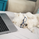 Online Dog Training vs. In-Person Dog Training: Which is Right for Your Pooch?