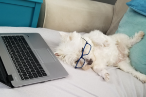 pet care taking care of your pet