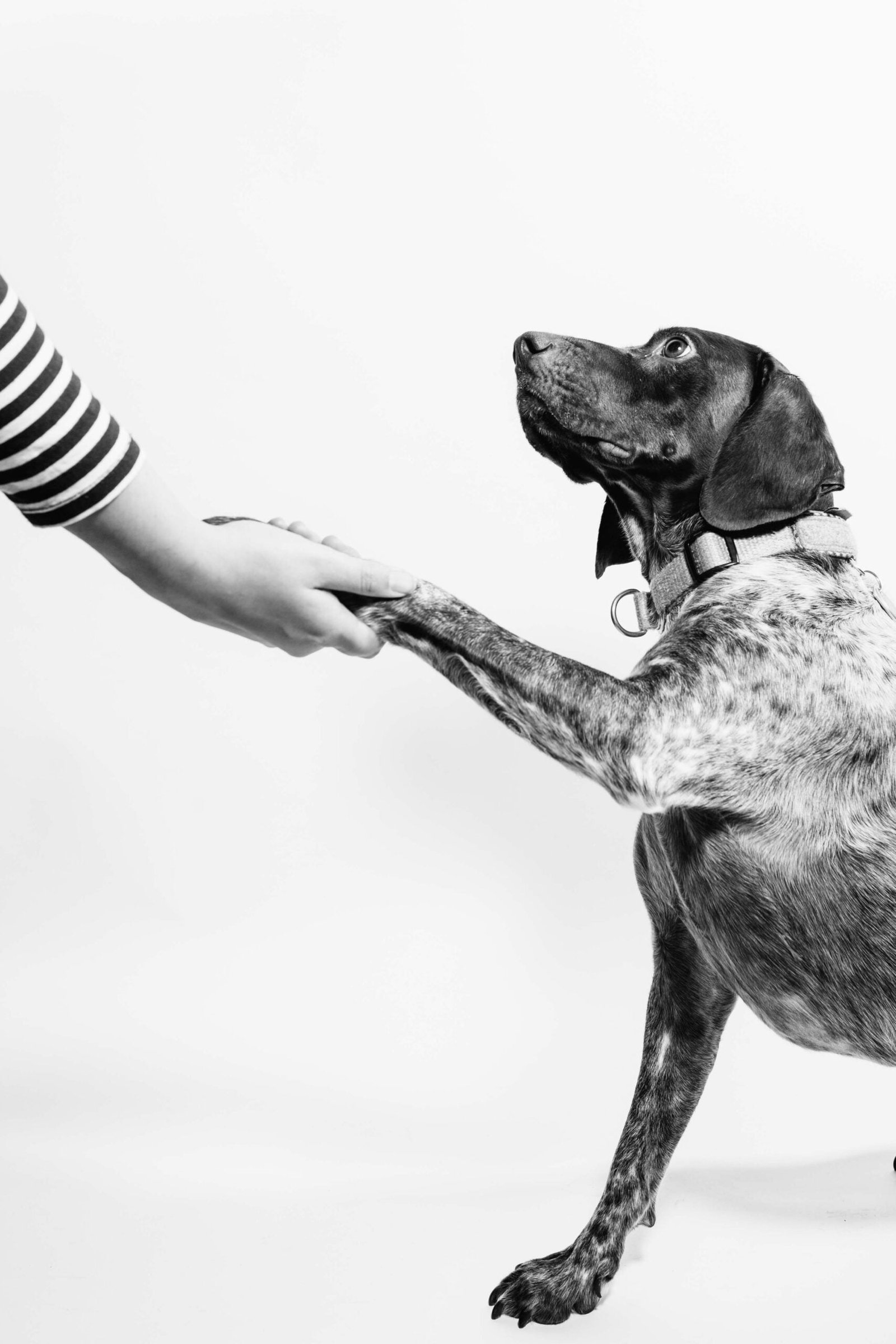 The Secrets to Successful Dog Training Tips to Obedience