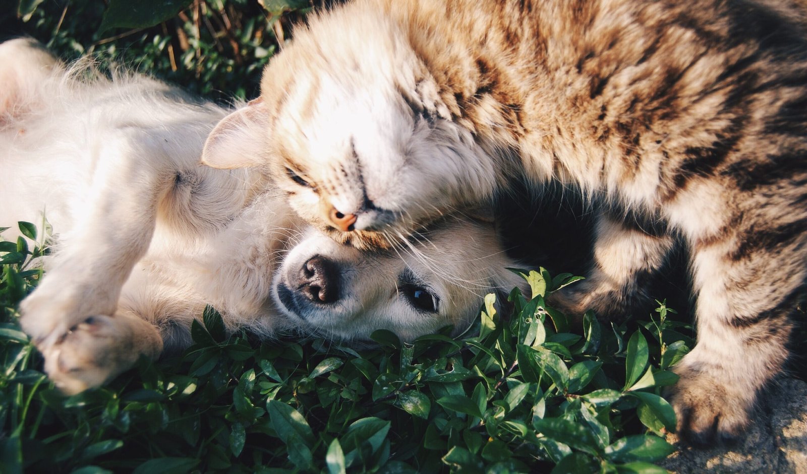Taking Care of Your Pets: Essential Pet Care