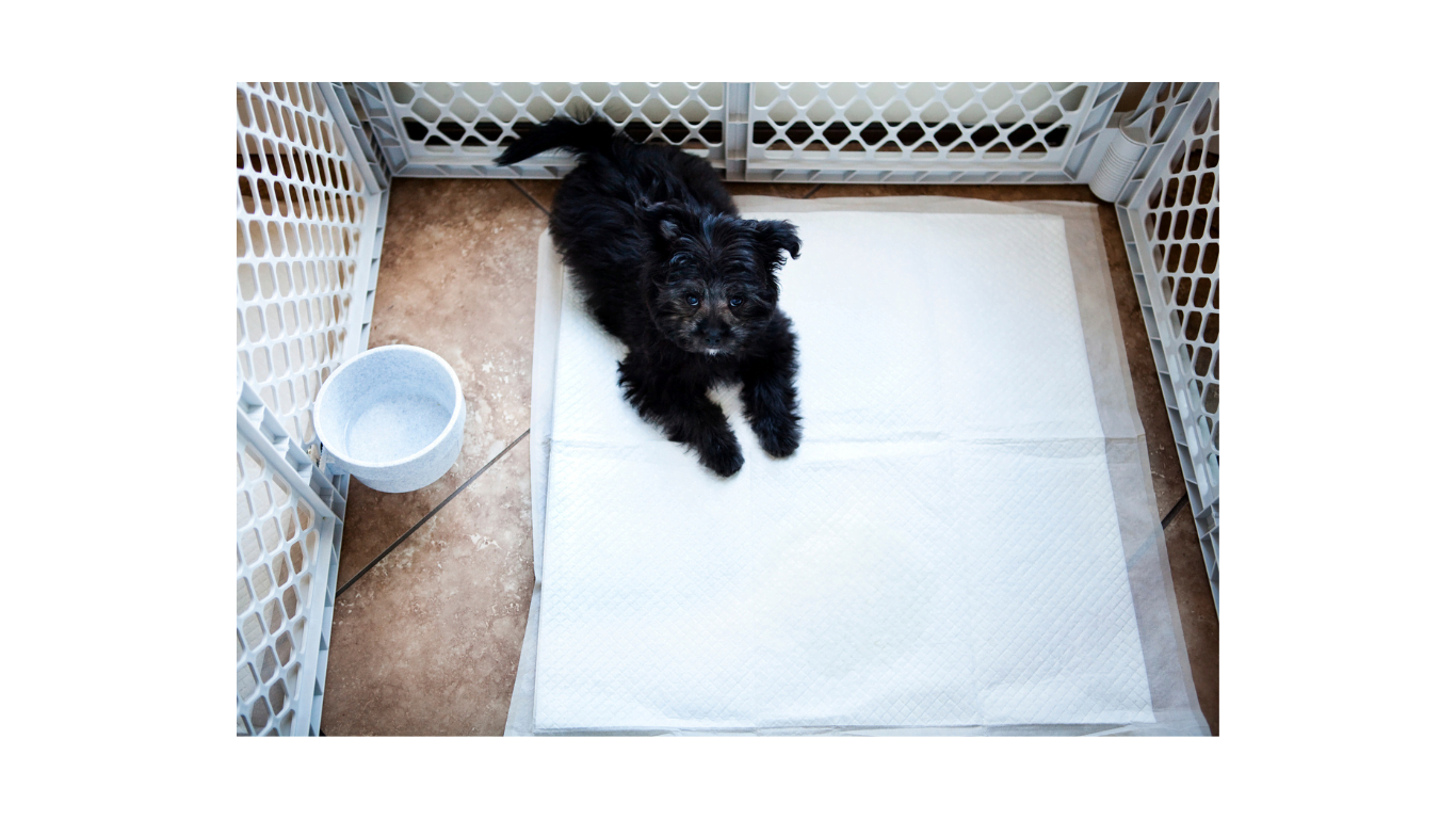 Exploring the 5 Versatility of Dog Playpens: Unleash Your Pet’s Freedom